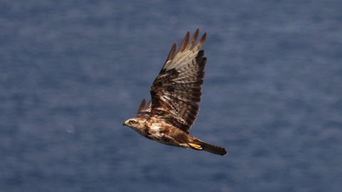 Foto DR/Luís Berimbau/SPEA