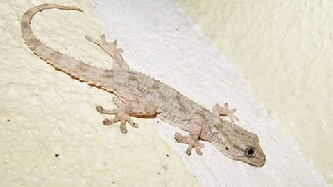 Osga-comum,&nbsp;Tarentola
mauritanica