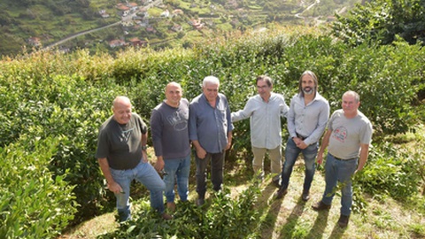 A direcção regional de Agricultura e Desenvolvimento Rural  acompanhou hoje uma acções da podas da anona com técnicos da direcção regional no concelho de Santana onde se realiza este fim-de-semana a tradicional Festa da Anona.