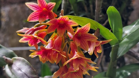 Fotos DR/Pedro Spínola