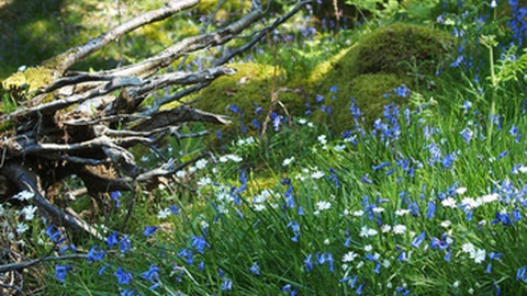 Foto DR/Revista Science