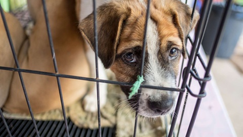 O número de cães abandonados supera em grande número o de cães adoptados.
