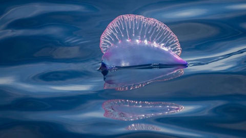 A caravela-portuguesa (Physalia physalis) apresenta um flutuador em forma de balão e é uma espécie que ocorre com frequência nos mares da Madeira.&nbsp;