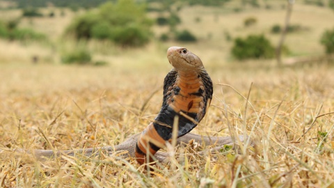 Uma 'Naja mossambica' ou cobra cuspideira...&nbsp; Foto Shutterstock