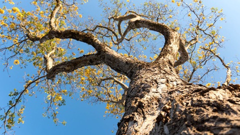 A Madeira da árvore ipê foi identificada no contrabando, usada nos 'decks' de piscinas.&nbsp; &nbsp;Foto Shutterstock