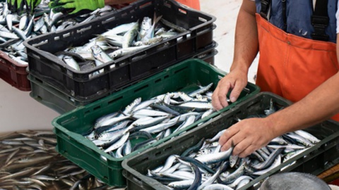 Foto&nbsp;Alex Linch / Shutterstock.com