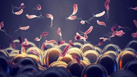 A bactéria aloja-se no estômago e destrói o revestimento protector.