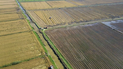 Campos de arroz no estuário do Tejo.&nbsp; &nbsp;Foto Shutterstock