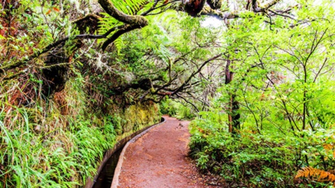 O acesso à Levada das 25 Fontes volta a estar disponível a partir de amanhã, depois da ameaça de fogo no Paul da Serra.&nbsp;