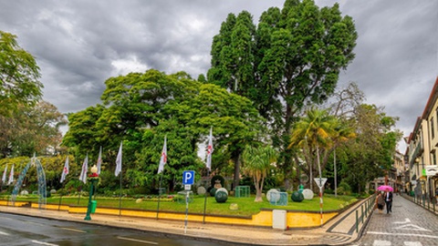 No Jardim Municipal há diversas árvores que muitos acreditam provocar alergias.