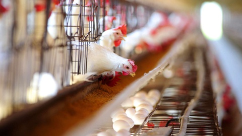 Foto&nbsp;Douglas Marcal / Shutterstock.com