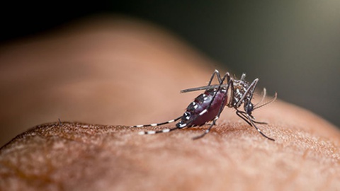 A malária tem na fêmea do mosquito do género Anopheles o seu principal vector.&nbsp;