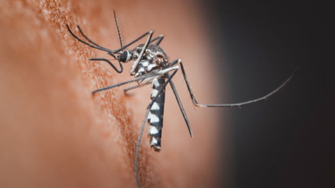 O mosquito Aedes aegypti é o vector transmissor dos vírus&nbsp;dengue, zika e chikungunya. Foto Shutterstock