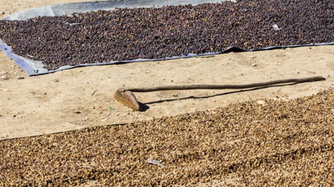 Foto Shutterstock/gaborbasch