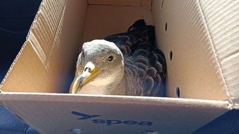 Foto DR/Elisa Teixeira/SPEA