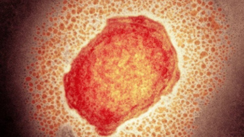 Foto DR/healthnews.pt