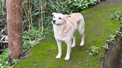 Este é o cão que sobreviveu e está agora a ser cuidado.
