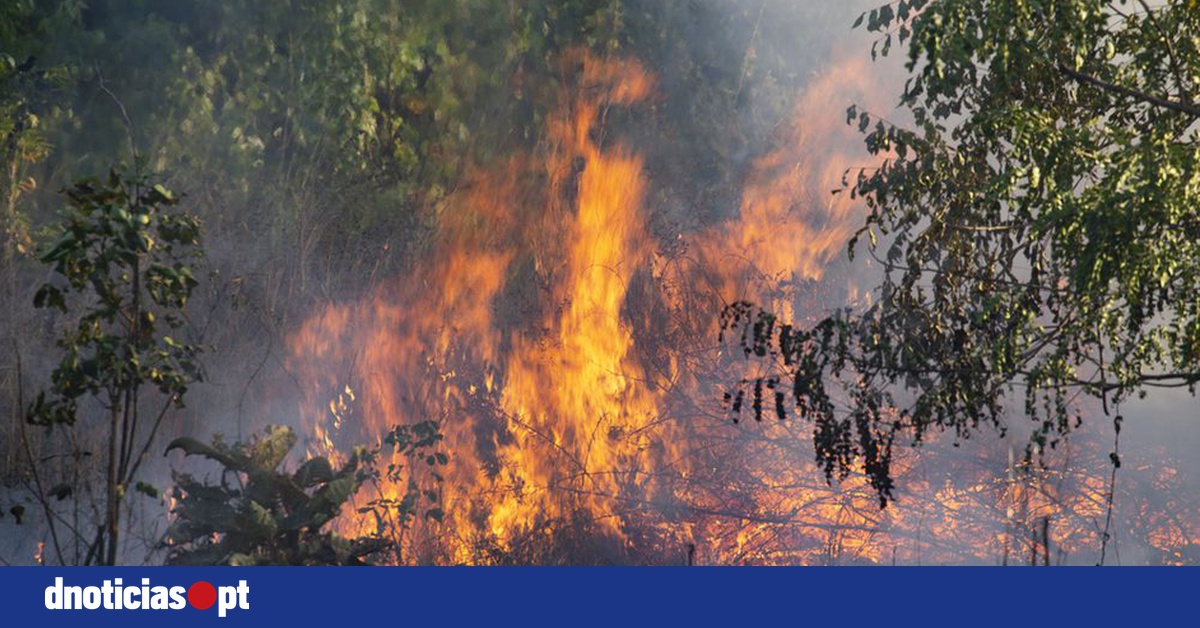 DNOTICIAS.PT