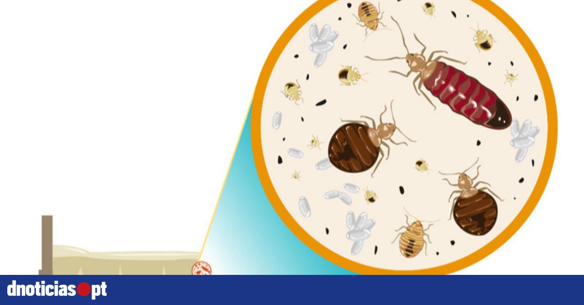 Bed Bugs, um pesadelo na sua cama — DNOTICIAS.PT