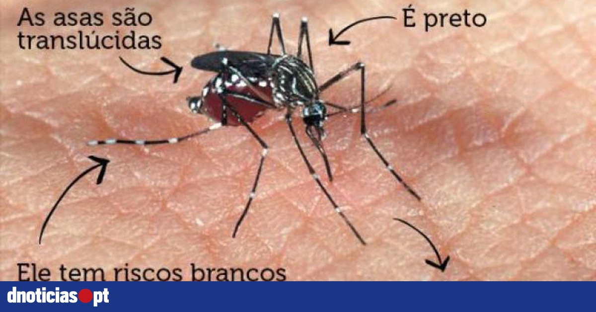 Os mosquitos são atraídos para si? Factos sobre os mosquitos que deve ...