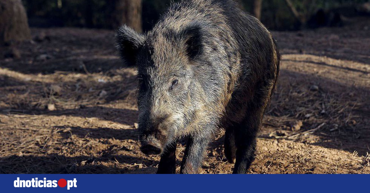 DNOTICIAS.PT