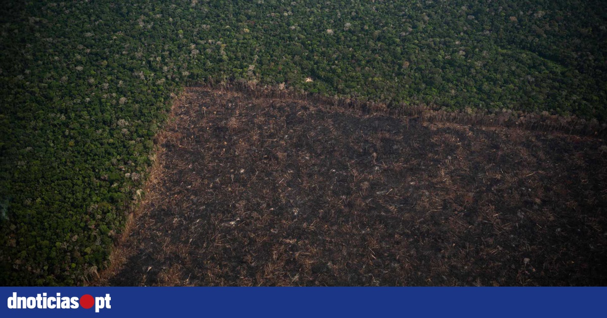 Brasil Perdeu 131 De Vegetação Nativa Nos últimos 37 Anos — Dnoticiaspt 7765