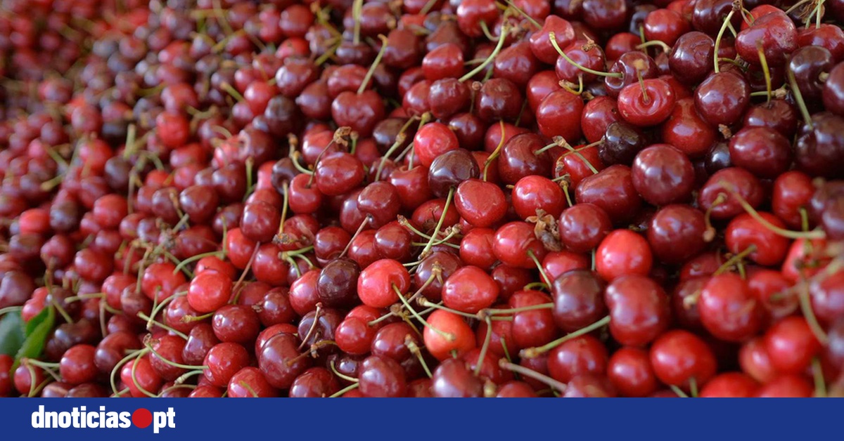Maciel lança amanhã apoios de 2 milhões para modernizar a pequena agricultura