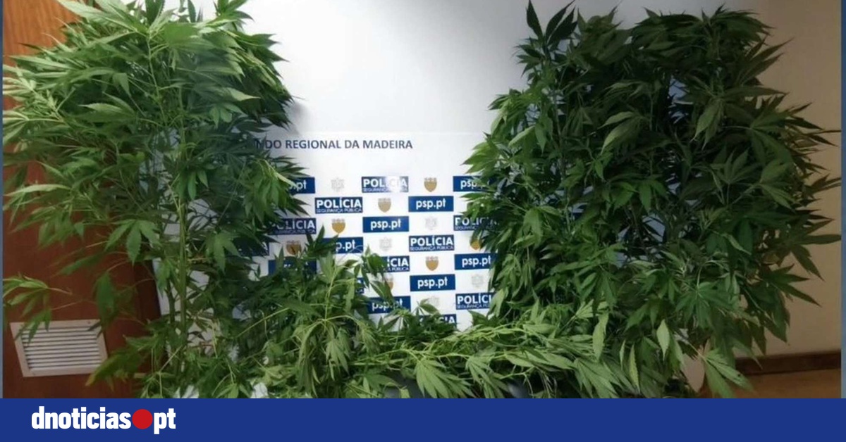 DNOTICIAS.PT