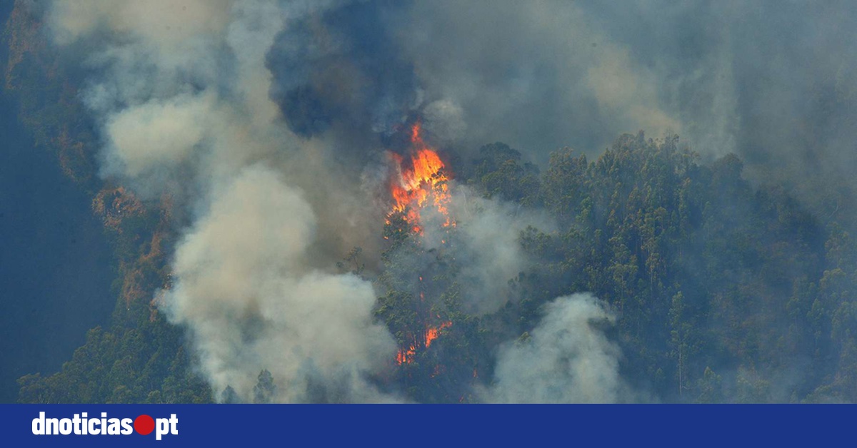 Emergency in Madeira: Regional President Cuts Vacation to Tackle Wildfires