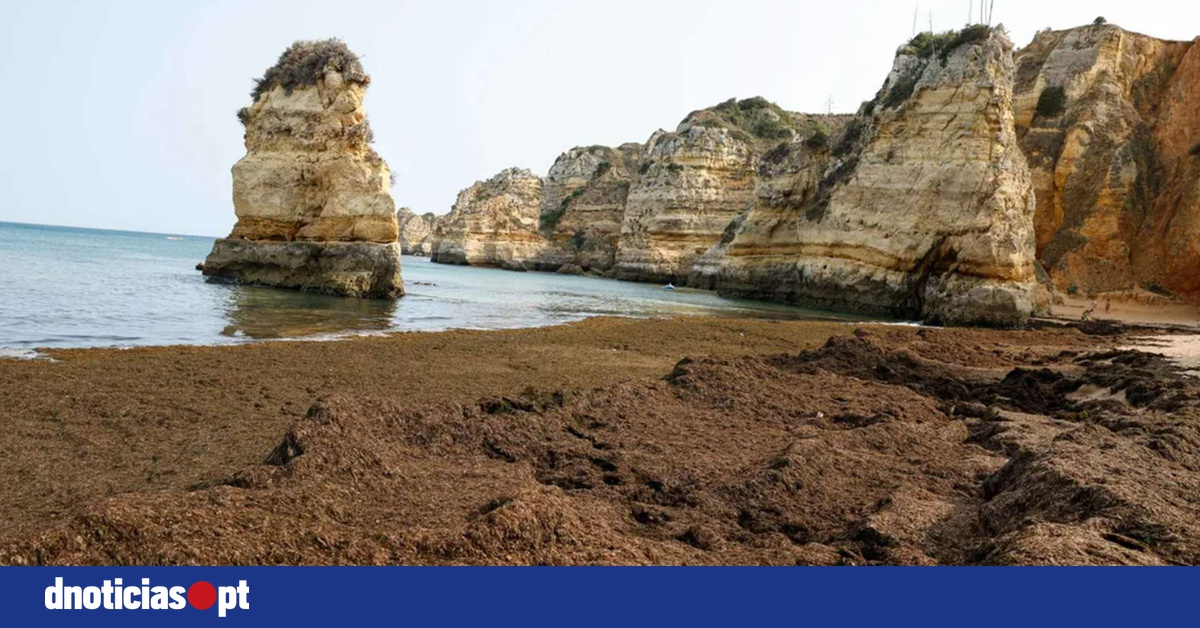 Tragic Summer: Six Lives Lost on Portuguese Beaches, Most in Algarve