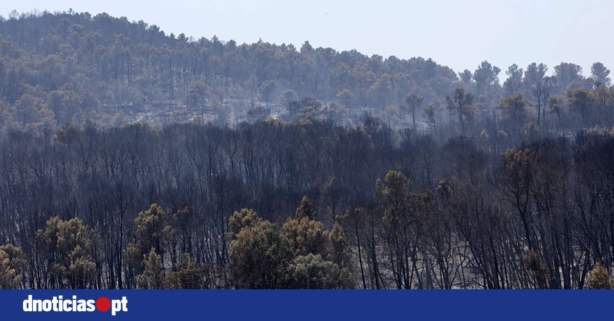 DNOTICIAS.PT