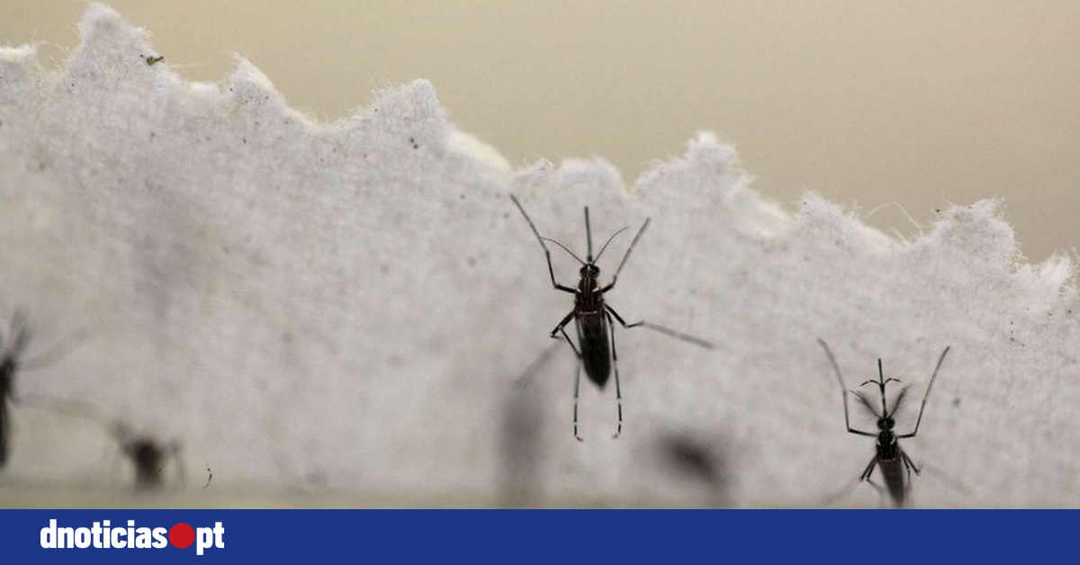 Dengue epidemic reaches alarming numbers in Latin America — DNOTICIAS.PT