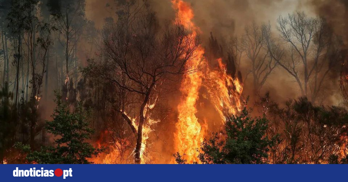 DNOTICIAS.PT