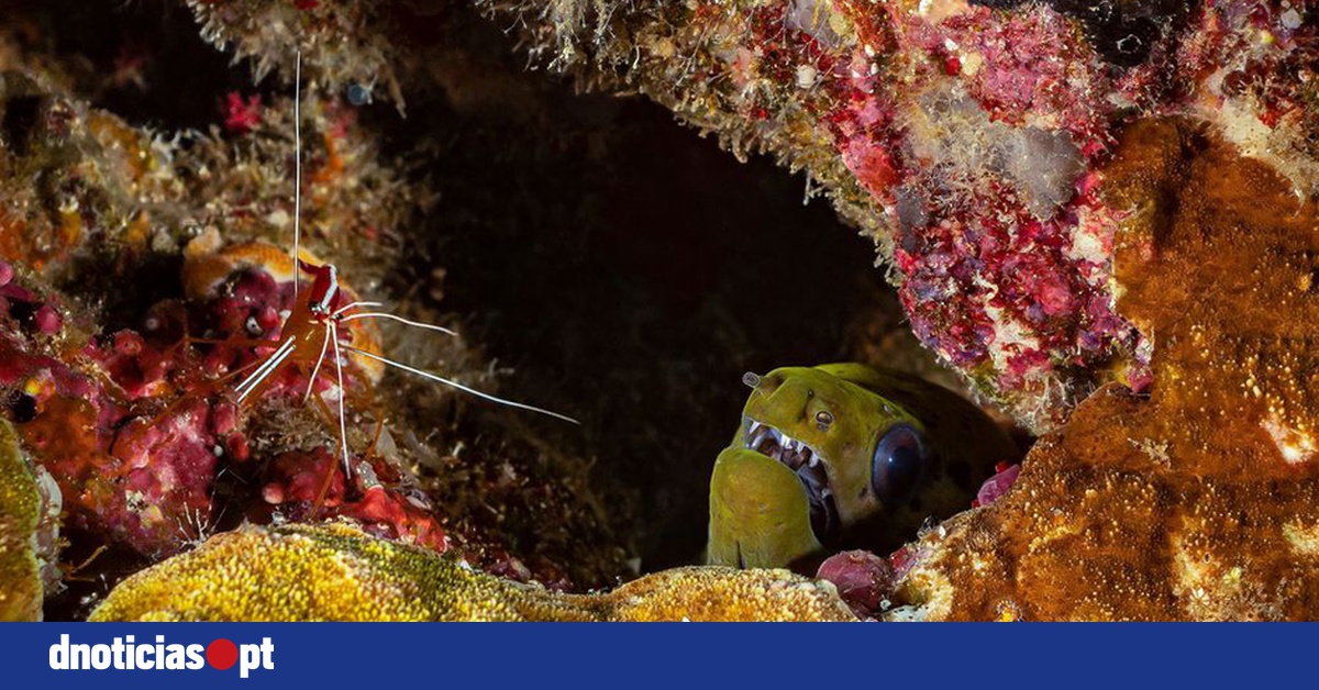 DNOTICIAS.PT