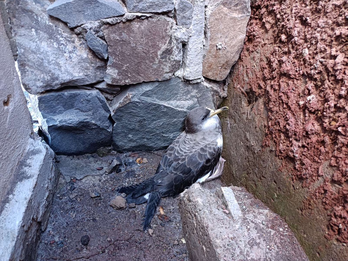 Algumas aves acabam presas em locais de onde não conseguem sair em direcção ao mar.