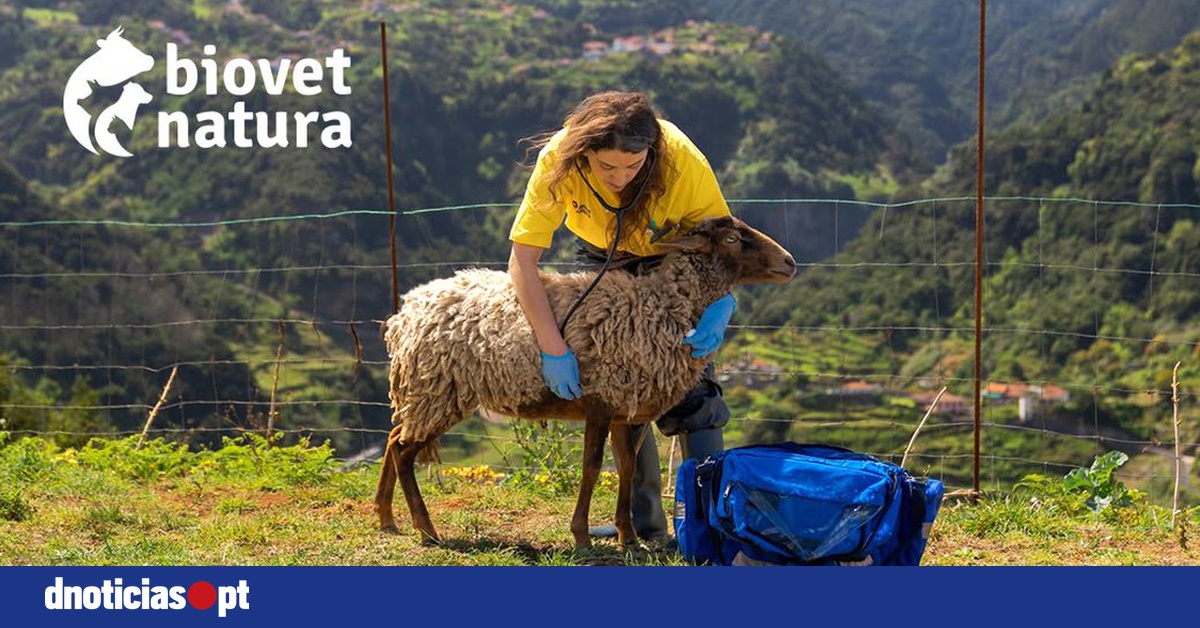 DNOTICIAS.PT