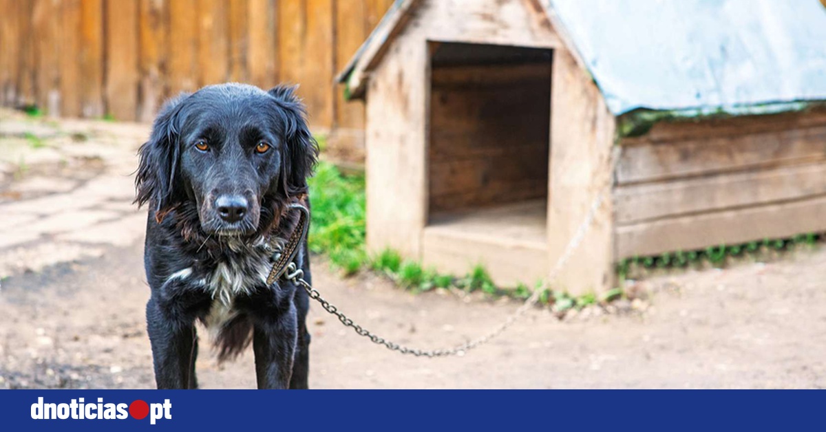 DNOTICIAS.PT